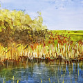 The Great Swamp